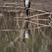 Long-tailed Cormorant